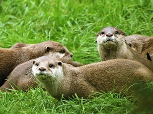 Otters: You Otter Know