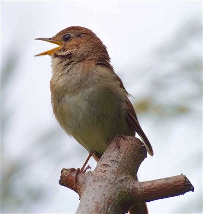   Wild Birds UK: Watch the British Birdie