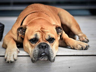 Quiz about Synonym Shuffle  Boring