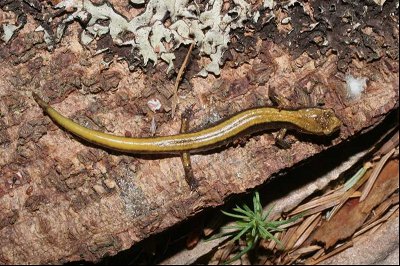      Reptiles and Amphibians: Scalies and Slimies of All Sorts