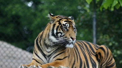 Mixed Mammals: Stripe Me Lucky