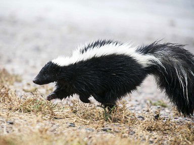 Quiz about Synonym Shuffle  Stinky