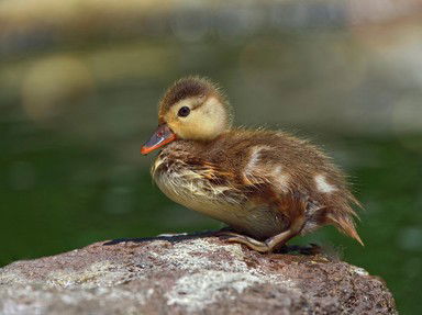 Quiz about Duck Duck Not Goose