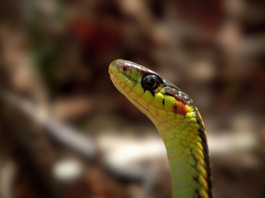 Quiz about Garter Snakes