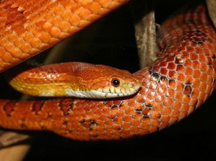 Snakes: The Amaizing Corn Snake
