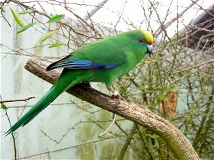 The Birds of The Nevis Highwire Platform