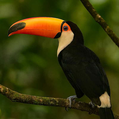 Birds for Kids:  The Bird is the Word 2 For Kids