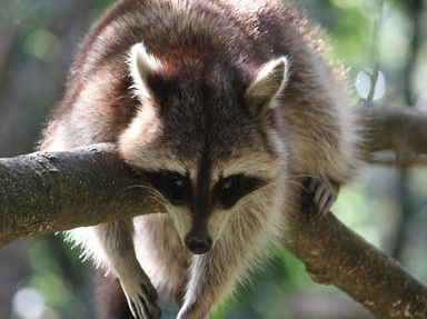 Quiz about Trash Pandas Ringtails and Other Procyonids