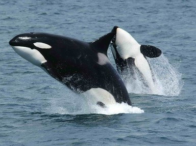 Quiz about Another Orca Quiz