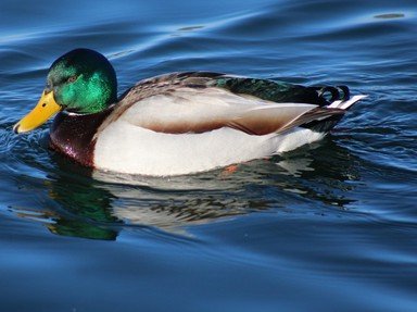 Quiz about Domestic Duck Breeds
