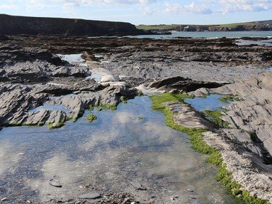 Quiz about A Rockpooling Tour of the British Coastline