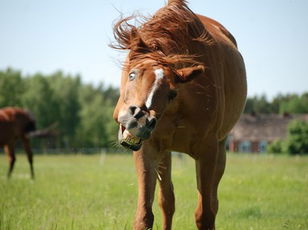 Hay Why the Long  Face