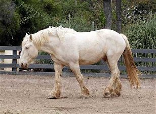 Horse Breeds from Around the World 2