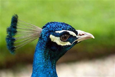  Specific Bird Species: Proud as a Peacock