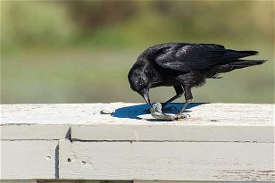 Animals in Idiom: Eating Crow