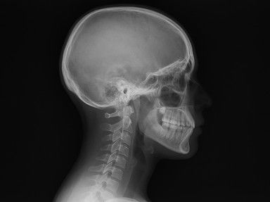 Quiz about Organs of the Human Body For Kids