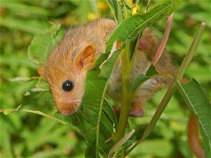 Rodents: Rodents are cuter than you think