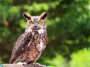 Olympian Gods: Wise Owl