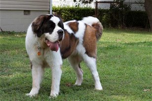 Dog Breeds: Doggie See Doggie Do