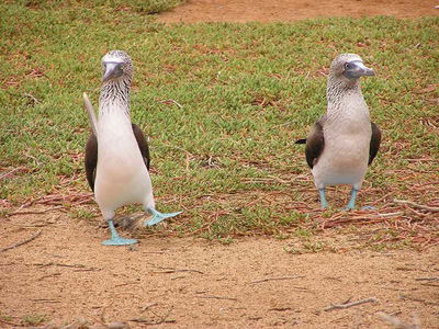 Dancing the Carinosa Is for the Birds