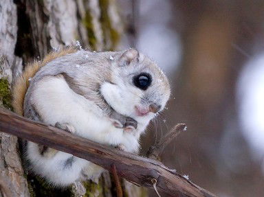 Quiz about The Fast and the Furriest