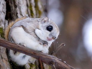 Rodents: The Fast and the Furriest