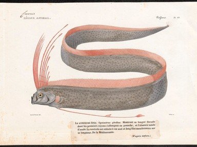 The Oarfish: Harbinger of Doom or Harmless? Quiz | Animals | 15 Questions