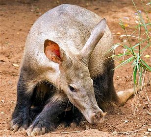    Wild Mammals: Enter the Aardvark