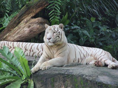 Quiz about A Historical Review of Singapore Zoo