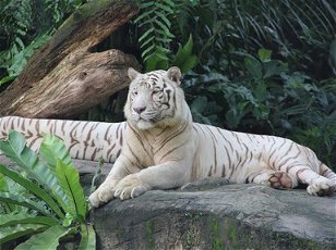 A Historical Review of Singapore Zoo