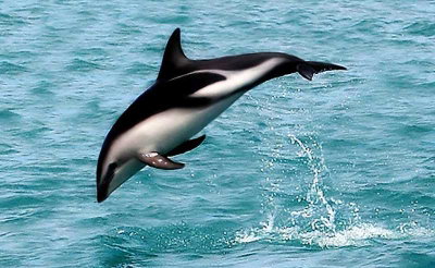 Cetaceans and Sirenians: Who Are You Cetacean Edition Part 2