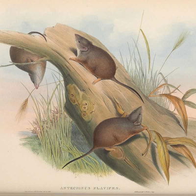 Australia: Beasties on the Bibb Mammals