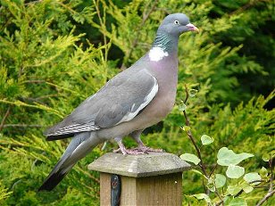 观鸟喂鸟:英国鸟类神奇观鸟者视角