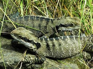      Reptiles and Amphibians: Taxonomic Tangle  Reptiles