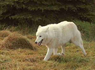 Canidae Dog Family: Giving The Dog a Bone