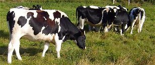 Thematic Cows: The Ultimate Cows Quiz