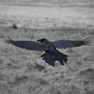 Pet Birds: Quoth the Raven