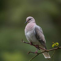 photo quiz
