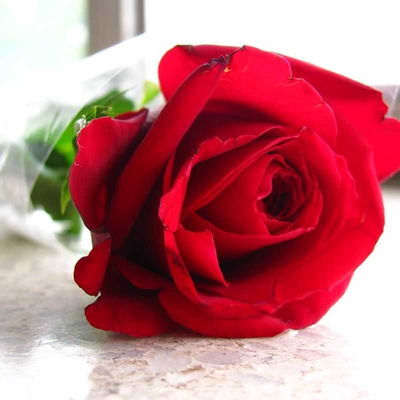 Specific Flowers: A Rose By Any Other Colour