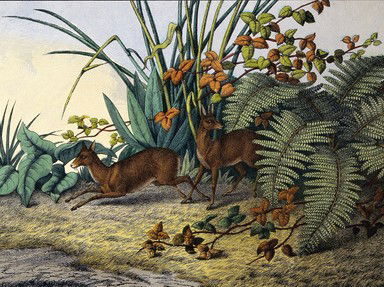 Quiz about Anagrammed Animals