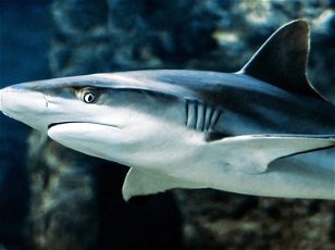 Sharks: CHOMPions of the Sea