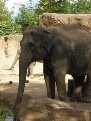 Animals for Kids: Elephants Are Enormous