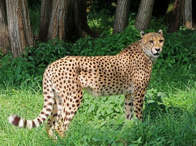 Quiz about Cheetahs