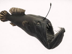     Fish: The Anglerfish
