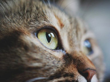 Quiz about Eyes Up Here