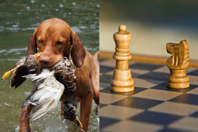 photo quiz