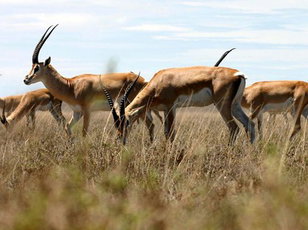 Artiodactyls Deer Antelopes Pigs etc: Amazingly Alluring Antelopes