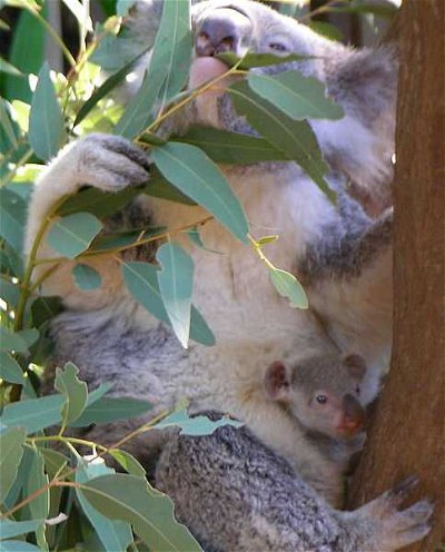 Marsupials and Monotremes: I have the Koalafications
