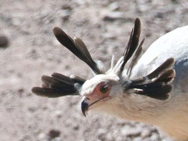 Quiz about Those Riveting Raptors