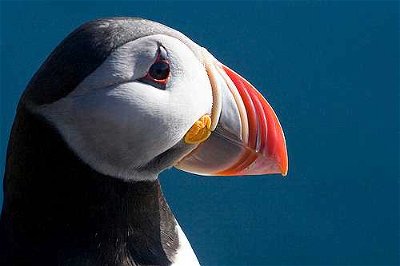 Specific Bird Species: Huffin and Puffin